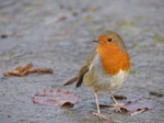 20140202 Robins in St Fagans National History Museum Cardiff, Wales